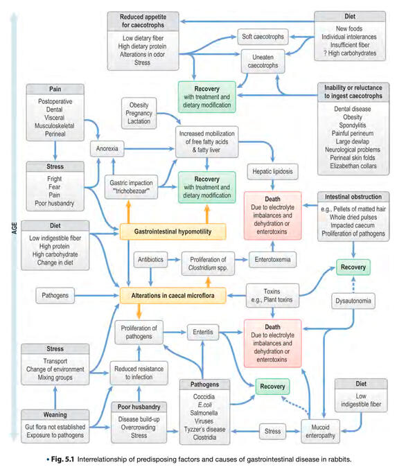 Interrelationship of predisposing factors and causes of gastrointestinal disease in rabbits