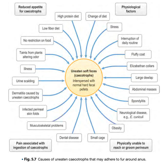 Causes of uneaten caecotrophs that may adhere to fur around anus