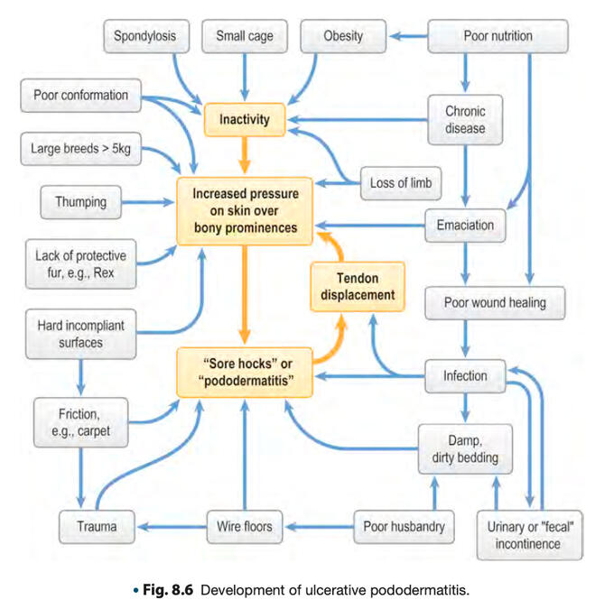 Development of ulcerative pododermatitis